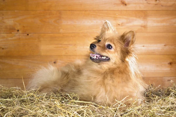 Pommeren hond op een rietje — Stockfoto