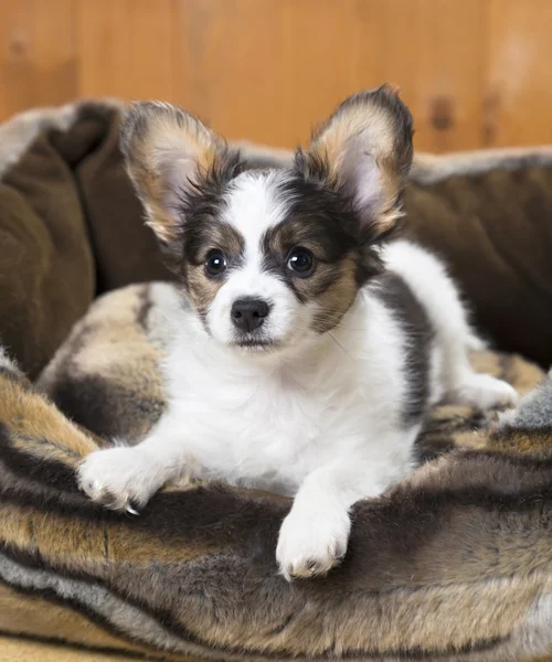 Papillon valp i sängen — Stockfoto