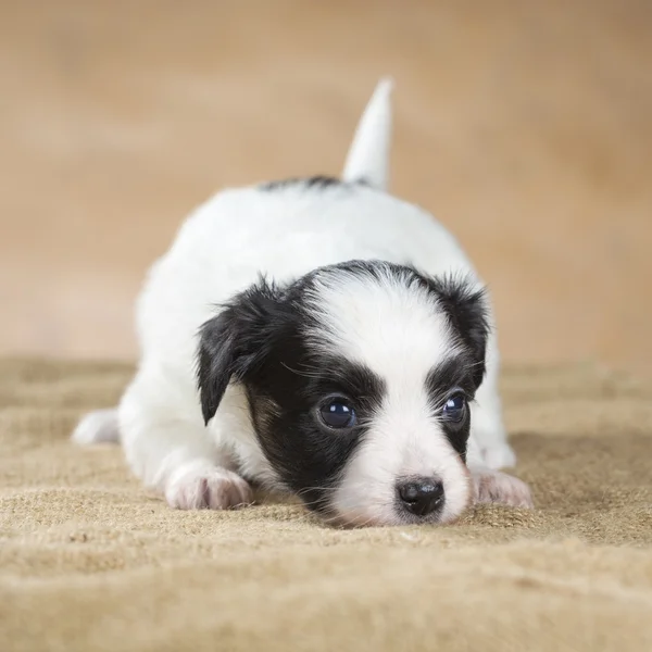 Papillon valp — Stockfoto