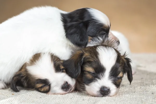 Три маленьких щенка папиллона, спящих — стоковое фото