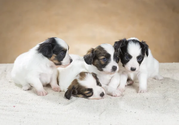 Vier kleine papillon pup — Stockfoto