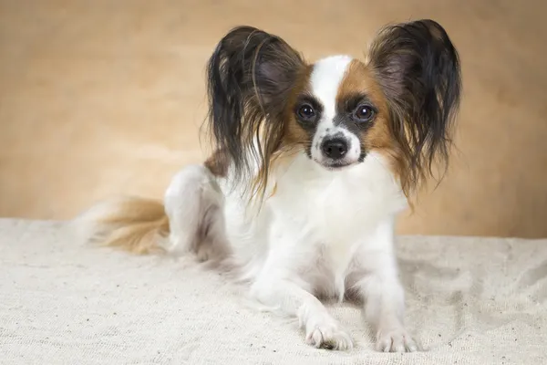 Papillon cão — Fotografia de Stock