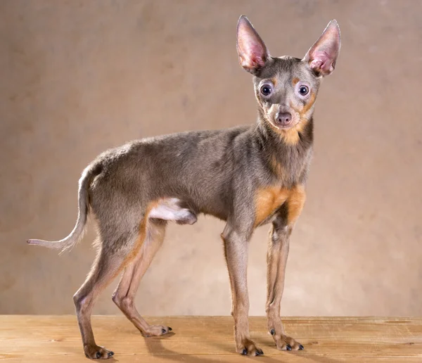 Rusia juguete terrier —  Fotos de Stock