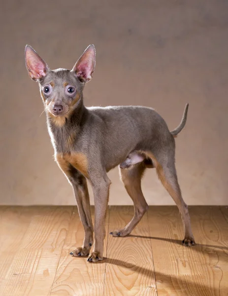 Russian Toy Terrier — Stock Photo, Image