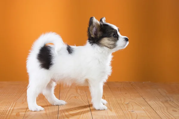 Papillon Filhote de cachorro de pé — Fotografia de Stock