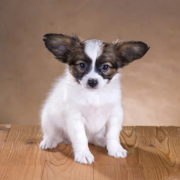 Papillon valp — Stockfoto