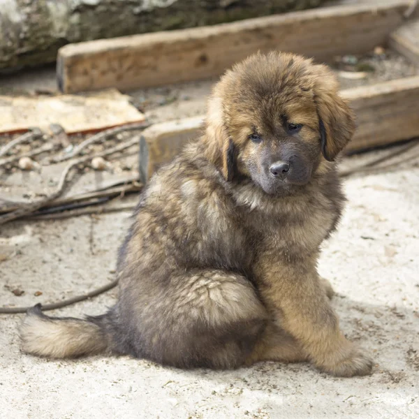 Tibetaanse mastiff pup — Stockfoto