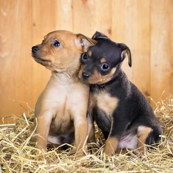 İki Rus oyuncak terrier yavruları — Stok fotoğraf