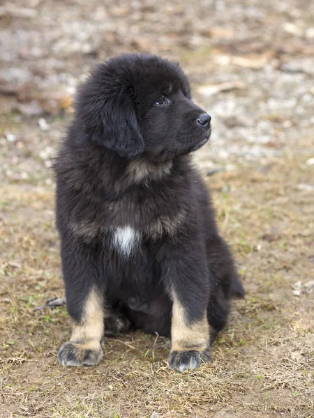 Tibetaanse mastiff pup — Stockfoto