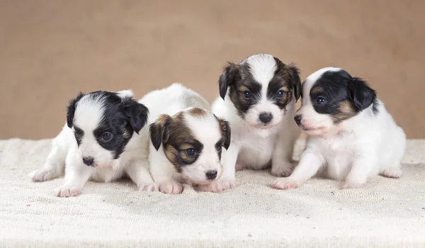 4 つの小さなパピヨン子犬 — ストック写真