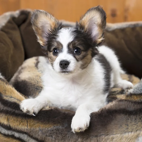 Papillon Puppy in bed — Stock Photo, Image