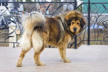 Tibet Mastiff