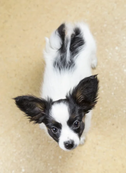 Papillon valp — Stockfoto