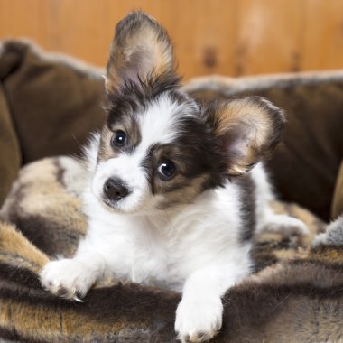 Papillon köpek yatakta