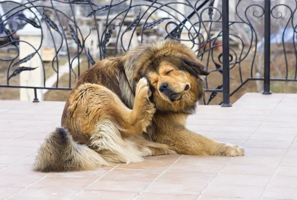 Perro rascando pulgas — Foto de Stock