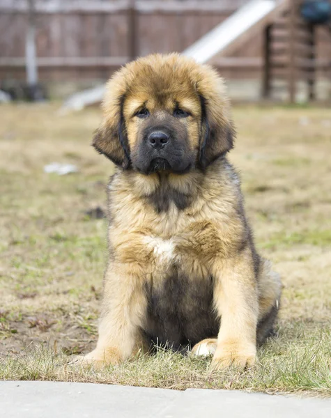 Köpek yavrusu Tibetli mastiff — Stok fotoğraf