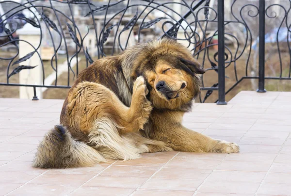 Dog Scratching Flea — Stock Photo, Image