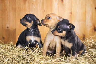 Üç Rus oyuncak terrier yavruları