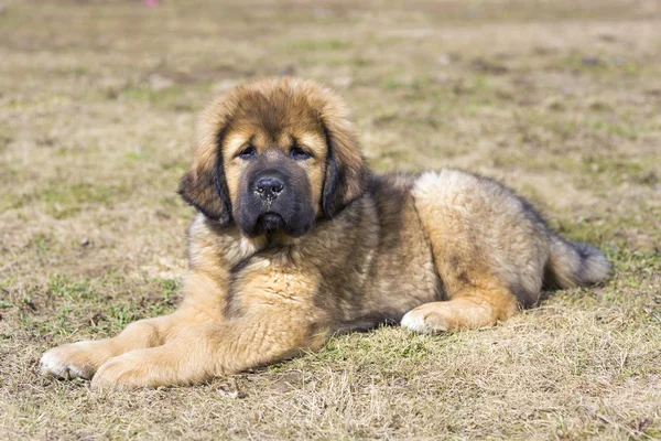 Puppy Tibetaanse mastiff — Stockfoto