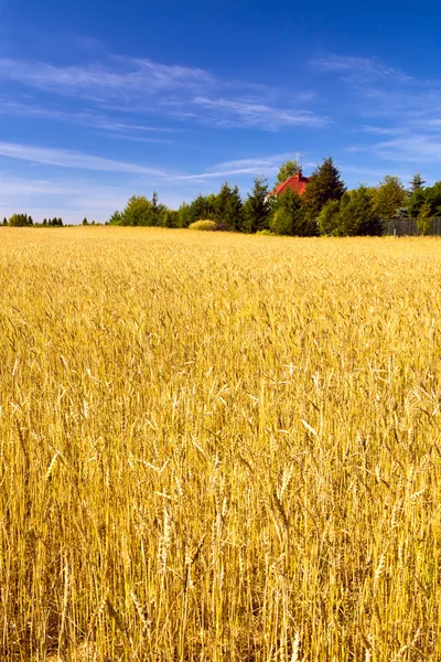 Tarweveld — Stockfoto