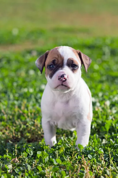 American Staffordshire Terrier catelus — Fotografie, imagine de stoc