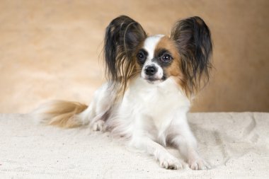 papillon köpek portresi