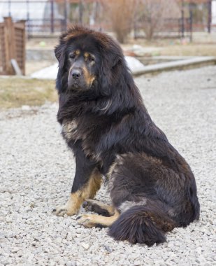 Tibet Mastiff