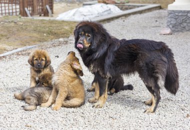 köpek doğurmak Tibetli mastiff kukla ile