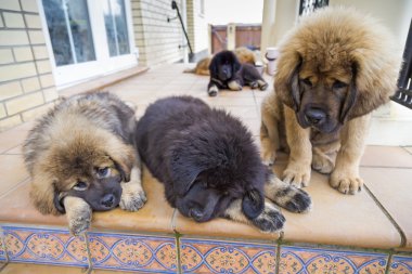 Tibetli mastiff kukla