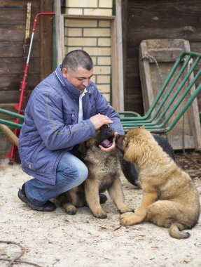 erkek yavru doğurmak Tibetli mastiff ile