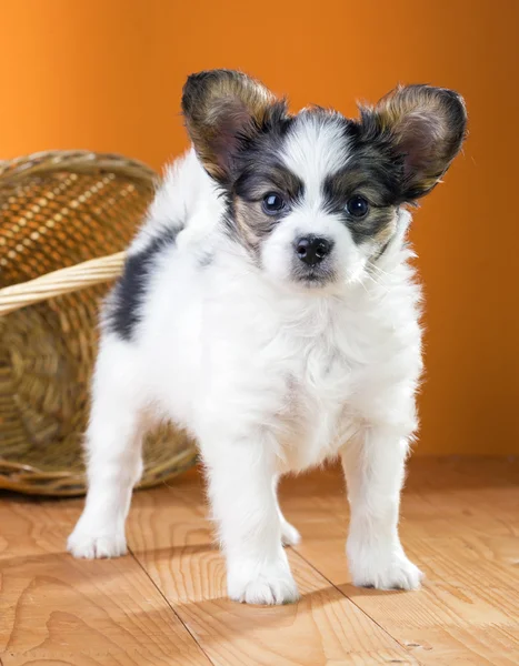 Щенок Papillon на оранжевом фоне — стоковое фото