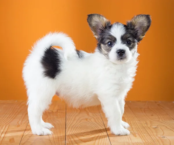 Papillon Puppy — Stock Photo, Image