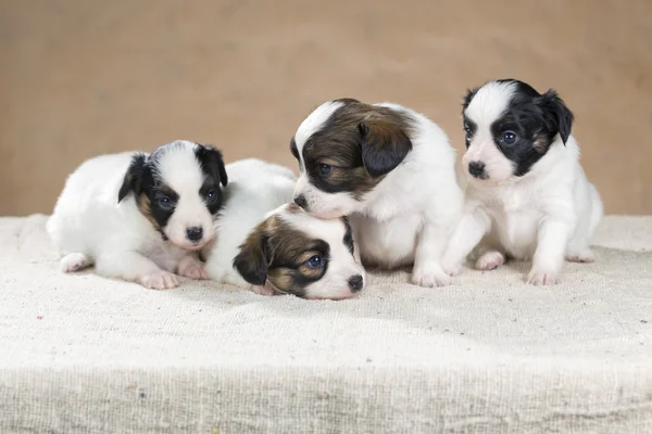 Four little Papillon puppy — Stock Photo, Image