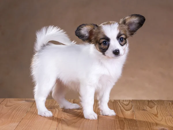 Papillon Filhote de cachorro — Fotografia de Stock