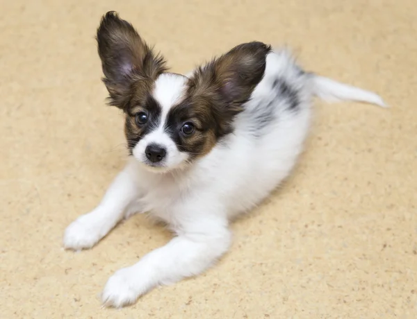 Papillon valp liggande på golvet — Stockfoto