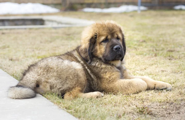 Puppy Tibetaanse mastiff — Stockfoto