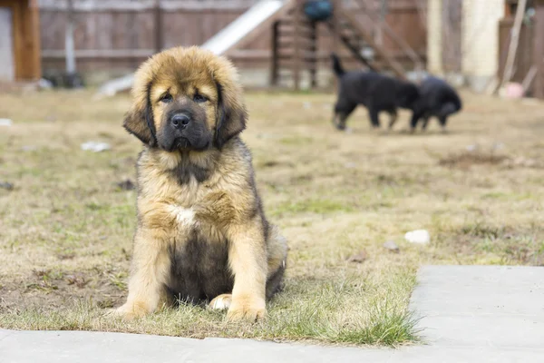 Köpek yavrusu Tibetli mastiff — Stok fotoğraf