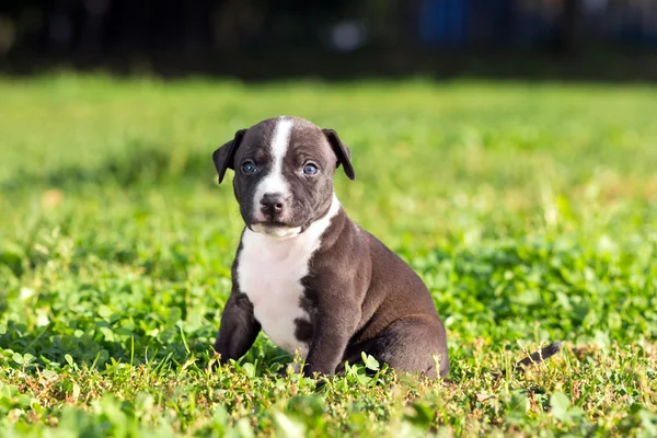 American Staffordshire Terrier catelus — Fotografie, imagine de stoc
