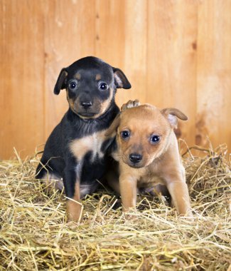 İki Rus oyuncak terrier yavruları