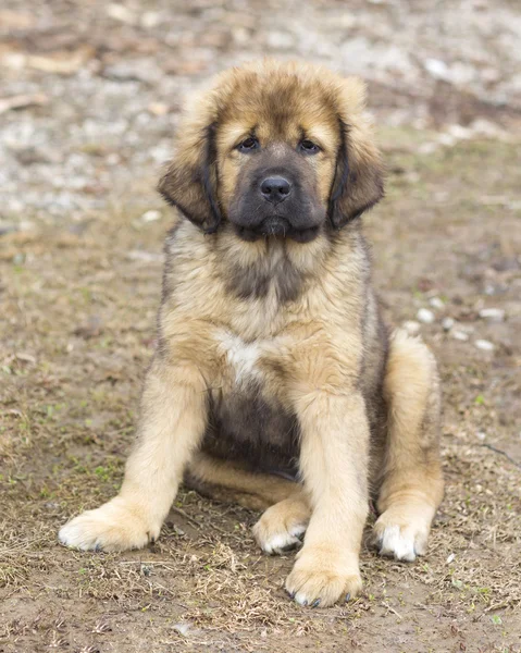 Tibetli mastiff köpek yavrusu — Stok fotoğraf