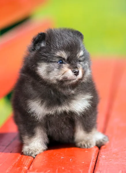 Retrato pequeño cachorro Pomerania —  Fotos de Stock