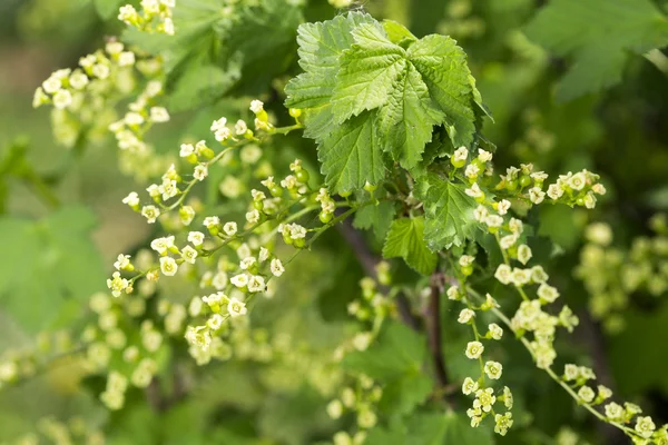 Young currant berries — Stock Photo, Image