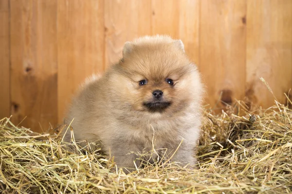 Bir saman üzerinde Pomeranian köpek yavrusu — Stok fotoğraf