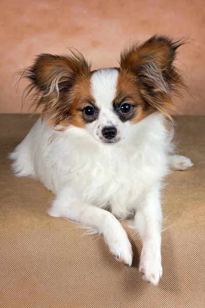 Young dog of breed papillon — Stock Photo, Image