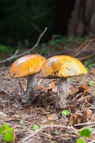 在森林里特写两个桦木牛肝菌蘑菇 — 图库照片