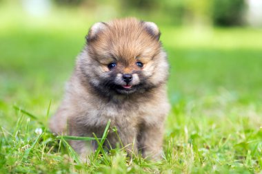 Pomeranian köpek yavrusu