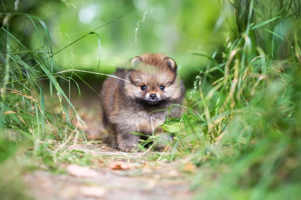 Kleine Pommeren pup — Stockfoto