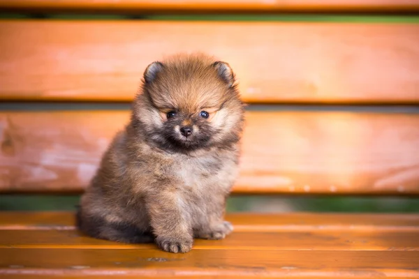 Cãozinho da Pomerânia em um banco — Fotografia de Stock