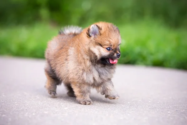 歩いて小さなポメラニアン子犬 — ストック写真