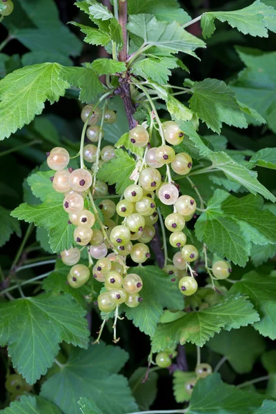 White currant berries — Stock Photo, Image
